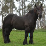 BARON_01