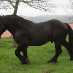 BARON_02