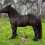 BARON_03