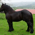 BARON_04