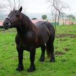 BARON_05